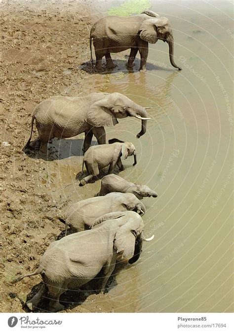 Elefanten Afrika Wasser Ein Lizenzfreies Stock Foto Von Photocase