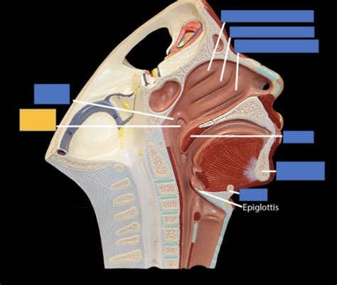 Nasal And Oral Cavities Flashcards Quizlet