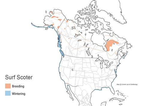 Surf Scoter | Types of Ducks & Geese