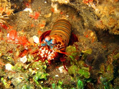 Premium AI Image | marine life
