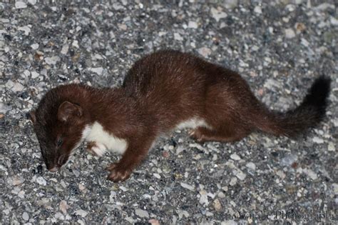 American Long Tailed Weasel Project Noah