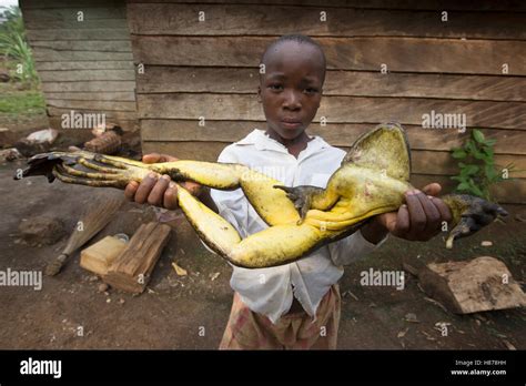 Goliath Frog (Conraua goliath)endangered species hunted for food ...