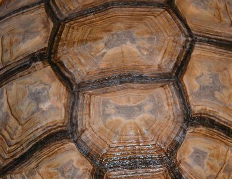 Turtles Times Three | Sea Turtle Exploration