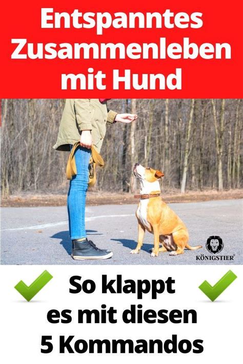 Hund Kommandos beibringen für das perfekte Zusammenleben in 2022