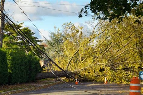 What To Do If A Tree Falls On Your Powerlines Action Checklist