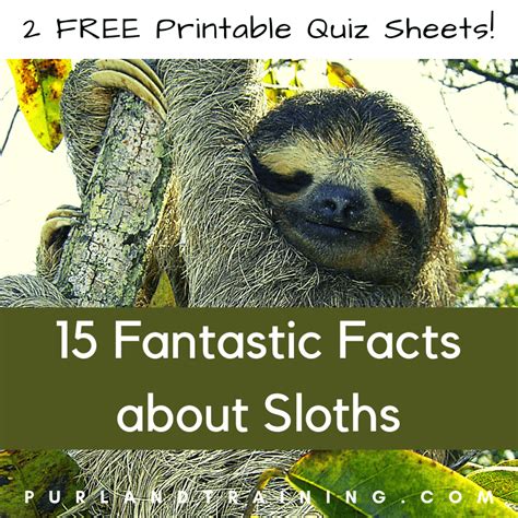 Sloth Facts Printable