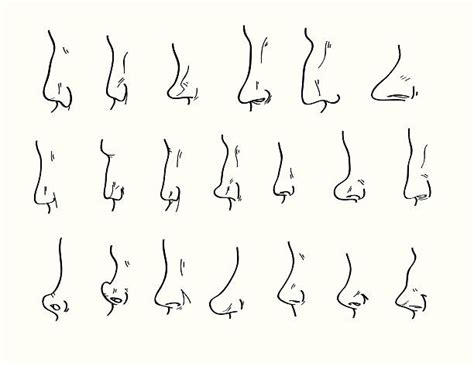 Different Nose Shapes Drawing