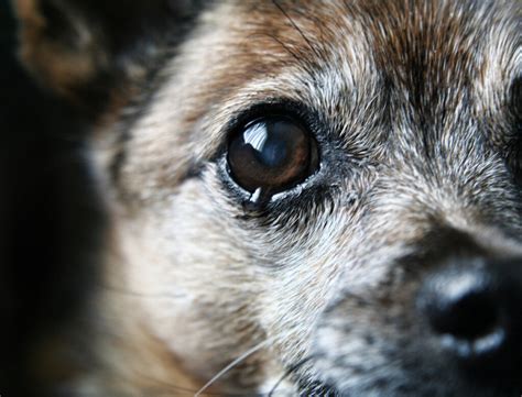 how do i get my dog to stop crying
