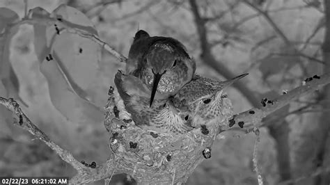 Allen S Hummingbird Nest Spring Morning After A Long Very Windy