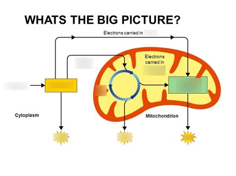 Unit 7 Cellular Respiration Diagram Quizlet