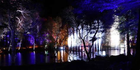 Enchanted Forest Pitlochry | Eddie Bayne Photography