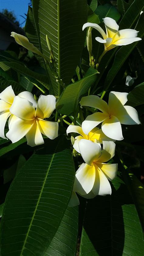 Yellow Plumeria : r/flowers