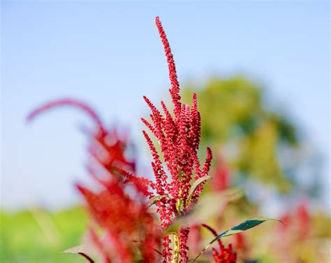 Organic Popped Amaranth Buy In Bulk From Food To Live