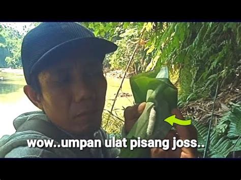 Wow Umpan Ulat Pisang Joss YouTube