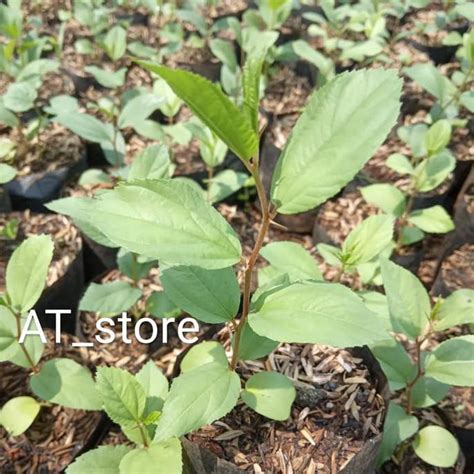 Jual Plp Pohon Bidara Arab Bibit Tanaman Bidara Arab Tanaman Herbal