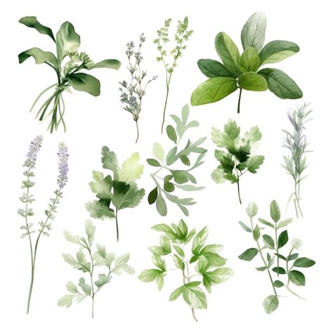 Premium Vector Watercolor Collection Of Fresh Herbs Kitchen Herbs And