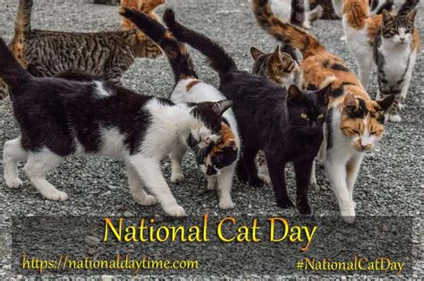 National Cat Day 2023 USA - Sunday, October 29 - Nationaldaytime.com