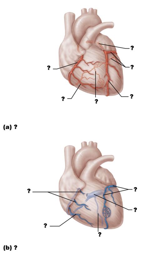 Coronary Circulation Diagram Quizlet