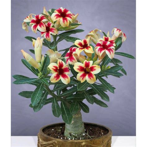 Jual Promo Adenium Bunga Tumpuk Obesium Kamboja Jepang Kemboja