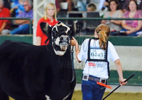 Linde’s Livestock Photography | Iowa State Fair Photos | The Pulse