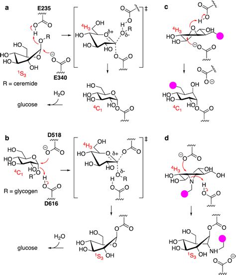 A Reaction Itinerary Employed By Human Gh30 Lysosomal Retaining Download Scientific Diagram