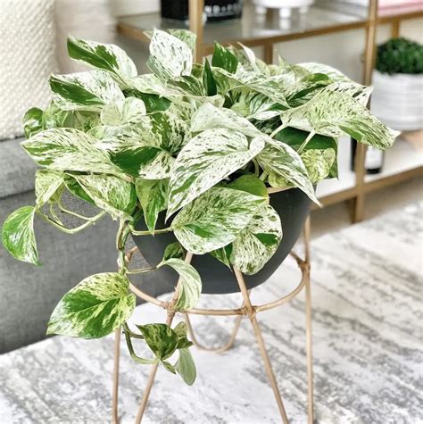 Types Of Pothos To Add To Your Collection Plants Of Merit