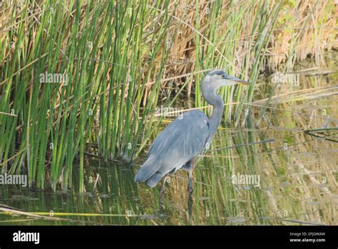 Majestic Grey Heron Stands In Shallow Water Near Some Reads Mother