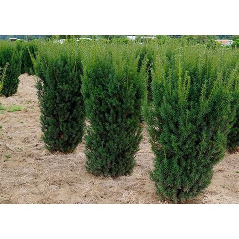 Taxus Hicksii De Cm La Ghiveci De L Plantland Ro