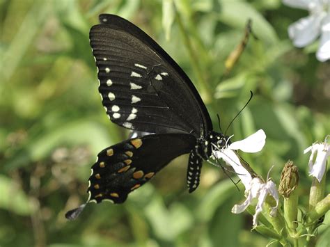 Spicebush Swallowtail