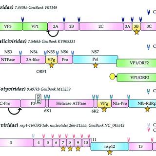 Genome structure of representative members of the Caliciviridae ...