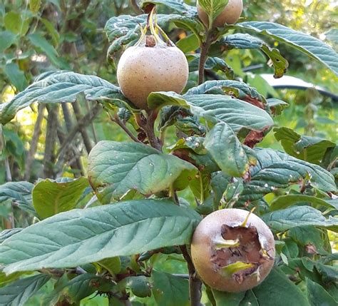 Mispel Mespilus Germanica Leben Im Einklang Mit Der Natur