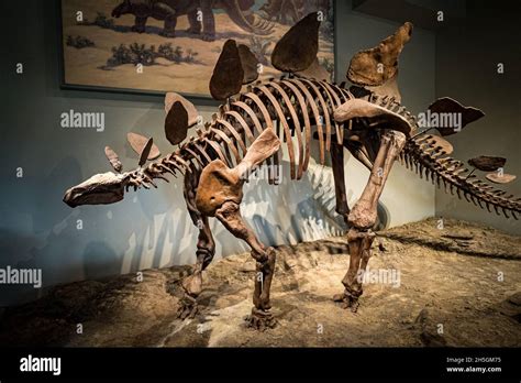 View Of A Fossil Of A Stegosaurus Dinosaur At The Evolving Planet