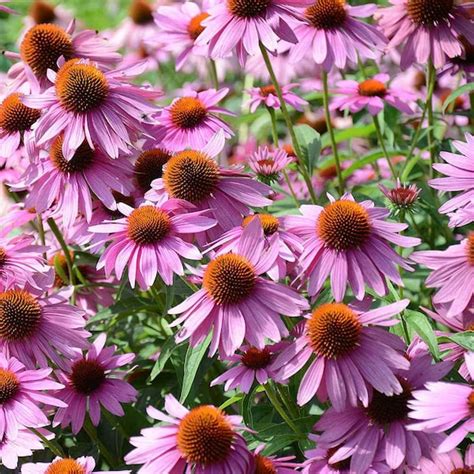 Echinacea Etsy