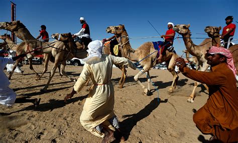 Camel Festival in UAE | Time Out Abu Dhabi