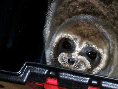 Ringed Seal: The Cute Looking Seal Species - Ocean Info