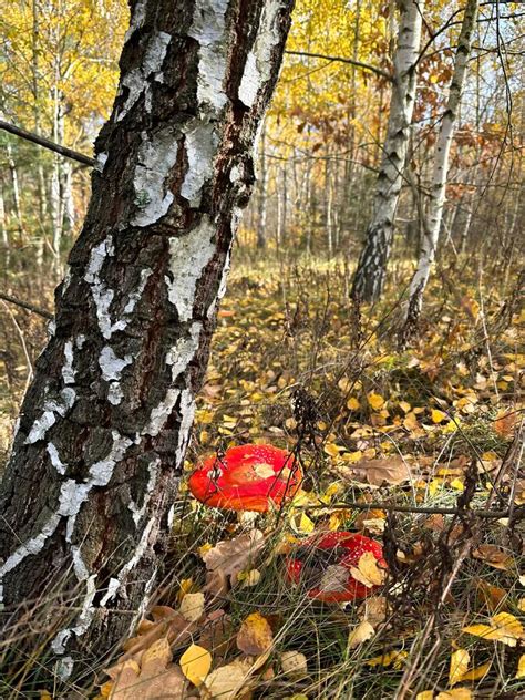 Fly Agaric Mushrooms With A Red Cap Grow In The Grass After High