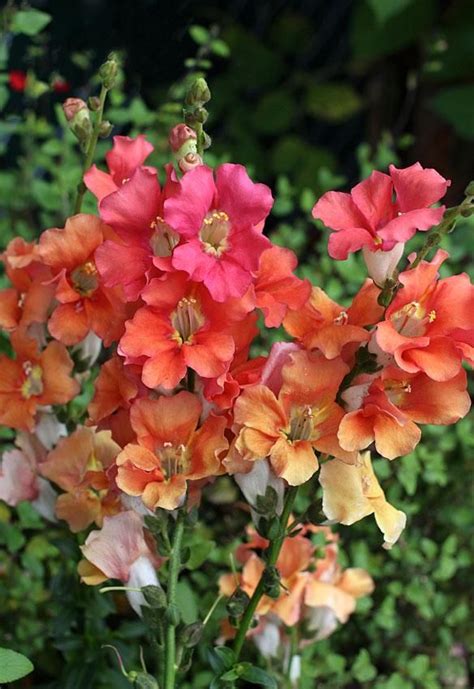 Snapdragon Chantilly Bronze Annual Plants Annual Flowers