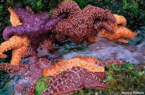 Olympic Coast NMS: Ochre Sea Stars (pisaster ochraceus)