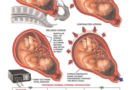 Understanding Uterine Contractions And Hie Hie Resource Place