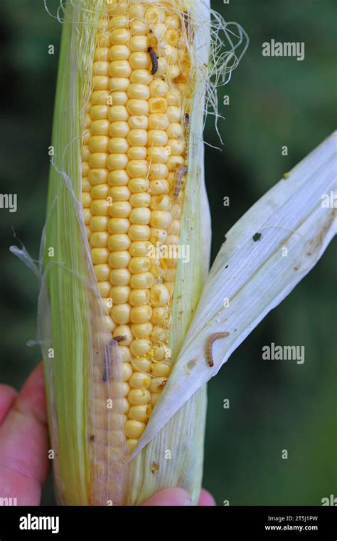 Maize, corn cob damaged by larva, caterpillar of European Corn Borer ...