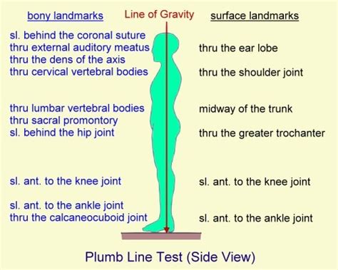 Posture Assessment Flashcards Quizlet