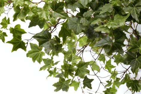 Green Ivy Leaves Isolated On White Background Clipping Path Included