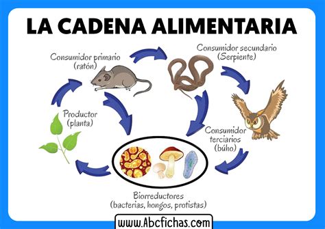 Ejemplo De Cadena Alimentaria