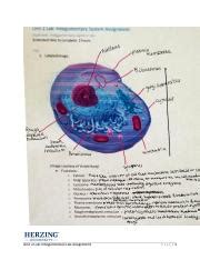 Unit Lab Assignment Docx Unit Lab Integumentary Lab