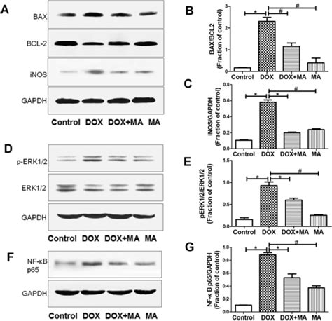 Apoptosis And Inflammation Related Protein Expressions Were Determined