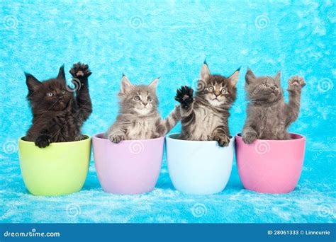 Kittens in jars stock image. Image of paws, cats, black - 28061333