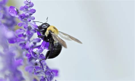 Do Carpenter Bees Make Honey? | Wildlife Welcome