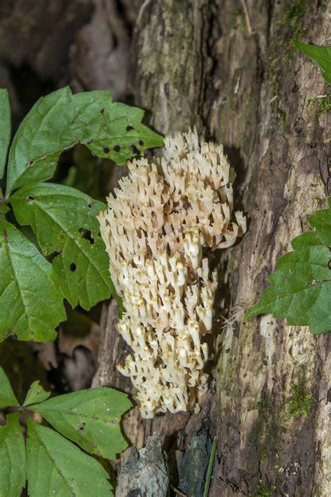 Crown Tipped Coral Fungus From La Crescent MN USA On July 12 2022 At