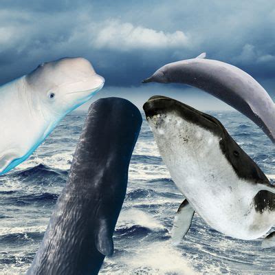 Whales, Ranked