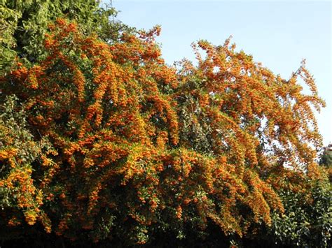 Ognik szkarłatny ORANGE GLOW Sklep wysyłkowy szkolka szotek pl